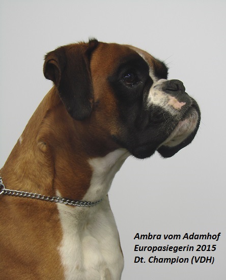 Ambra